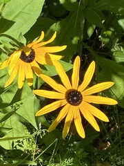 Rudbeckia fulgida