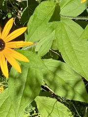 Rudbeckia fulgida