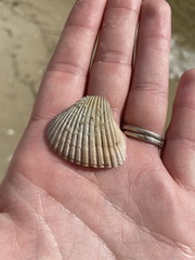 Noetia