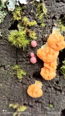 Tubifera ferruginosa