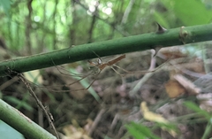 Tetragnatha elongata