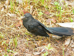 Crotophaga sulcirostris