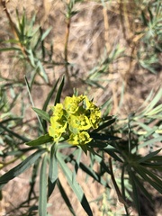 Euphorbia virgata