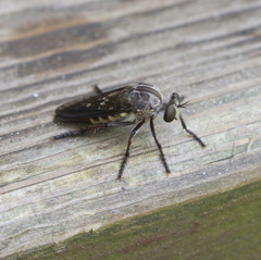 Heteropogon macerinus