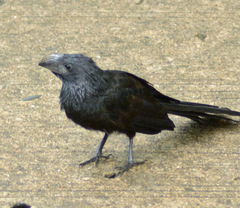 Crotophaga sulcirostris