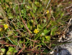 Halerpestes cymbalaria