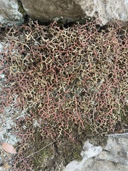 Selaginella denticulata