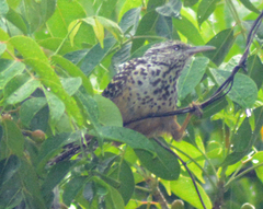 Campylorhynchus zonatus
