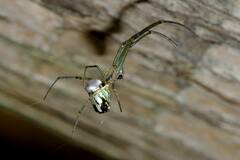 Leucauge volupis