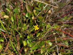 Halerpestes cymbalaria