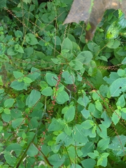 Persicaria filiformis