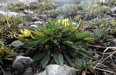 Anthyllis vulneraria alpestris