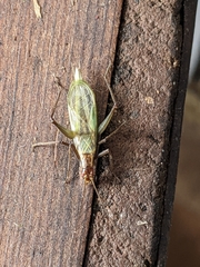 Oecanthus pini