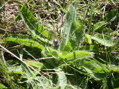 Pilosella aurantiaca
