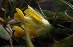 Anthyllis vulneraria alpestris