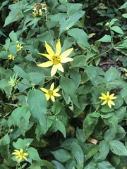 Helianthus decapetalus