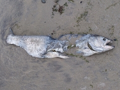 Oncorhynchus tshawytscha