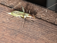 Oecanthus pini
