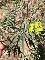 Euphorbia virgata