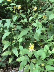 Helianthus decapetalus