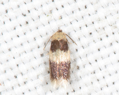 Stigmella nigriverticella