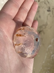 Chrysaora chesapeakei