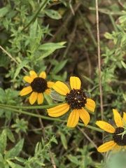 Rudbeckia triloba