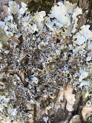 Ricasolia quercizans