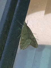 Achyra rantalis