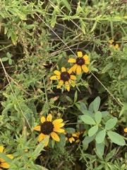 Rudbeckia triloba
