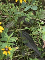 Rudbeckia triloba