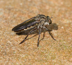 Heteropogon macerinus