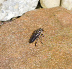 Heteropogon macerinus