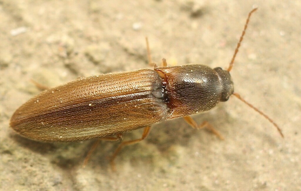 Agriotes acuminatus from Whipsnade, Dunstable, UK on July 19, 2017 at ...