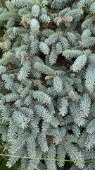 Picea pungens