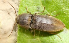 Agriotes obscurus