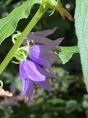 Campanula rapunculoides