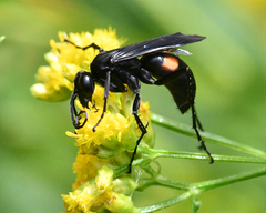 Anoplius semicinctus