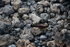 Schistocerca melanocera
