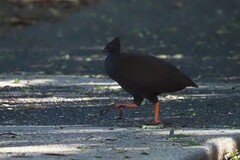 Megapodius reinwardt
