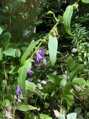 Campanula rapunculoides