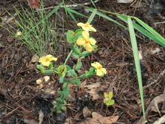 Hypericum crux-andreae