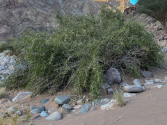 Gymnosporia buxifolia