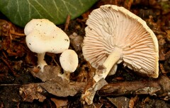 Leucocybe houghtonii