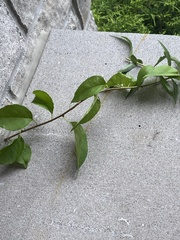 Celastrus scandens