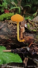 Cyptotrama chrysopepla