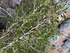 Gymnosporia buxifolia