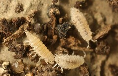 Haplophthalmus danicus