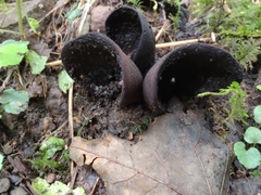 Wynnea americana