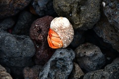 Coenobita compressus